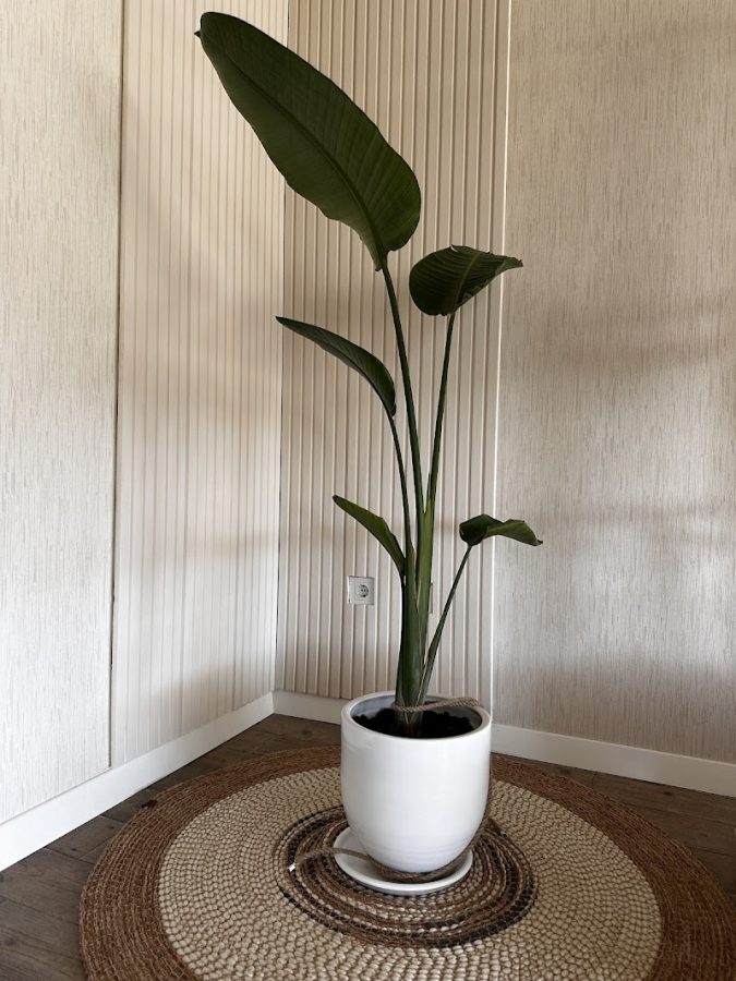 Studio MAS by Pilatesena