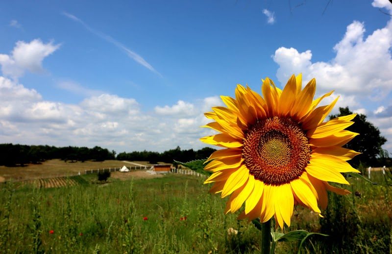 Venüs Yoga Çiftliği