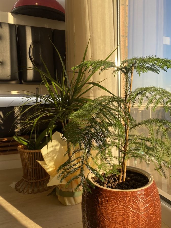 Salt pilates ve yoga