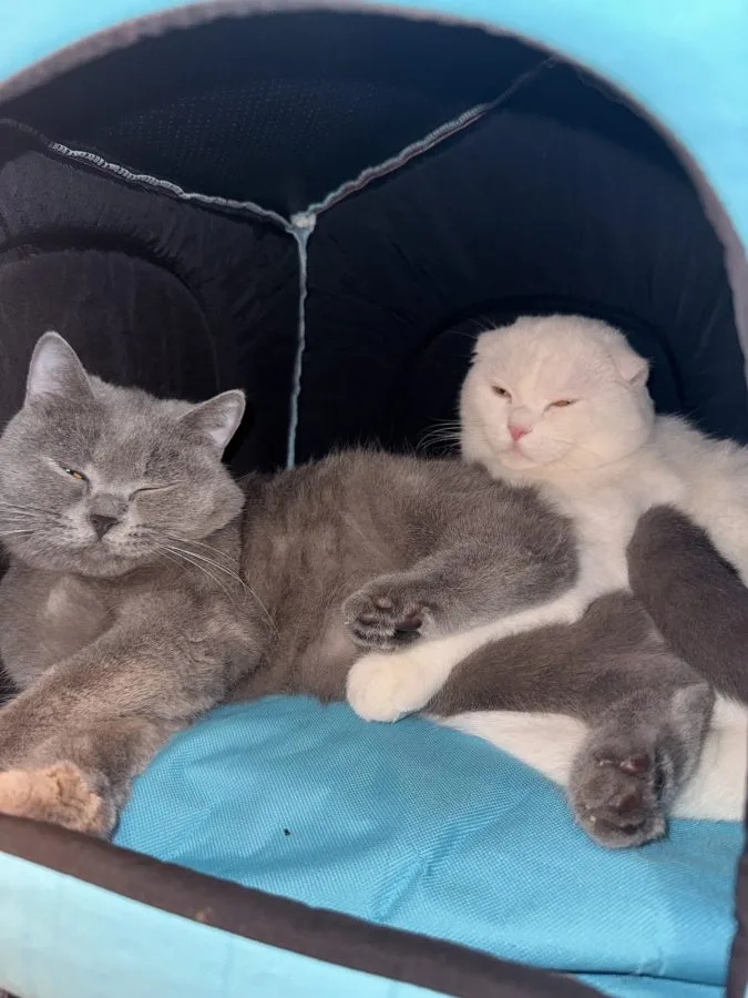 Shanti Kadın Studyo