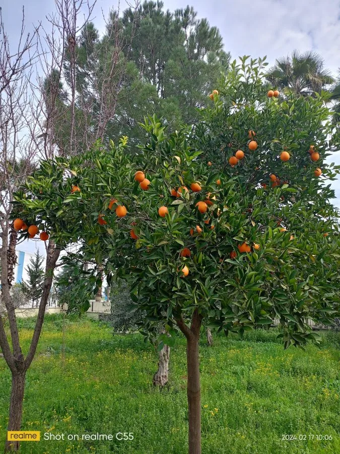 İmamoğlu Kapalı Spor Salonu